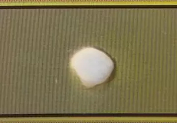 Wissenschaftler haben ein menschliches Gehirn gezüchtet, ...