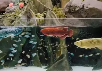 Kein Futter, kein Aquarium-Stress: Roboter-Fisch Bionic ...