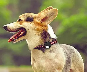 PetFon Pet-GPS-Echtzeit-Tracking-Halsband Gerät