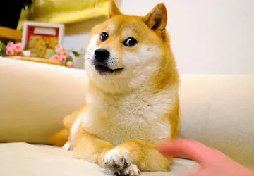 Kabosu, der Hund aus dem Doge-Mem, ...