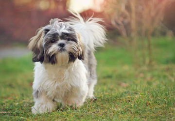 Das Kryptowährungs-Meme Shih Tzu ist in ...