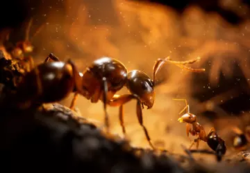 Werden Sie der 103. 683.! Das ...