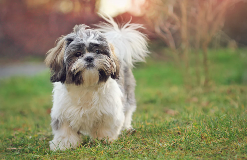 Das Kryptowährungs-Meme Shih Tzu ist in wenigen Minuten um 847 800% gestiegen