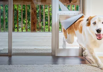 Beste Elektrische Hundeklappe