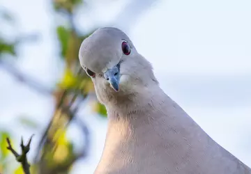 Die größte Bedrohung für das Satelliteninternet ...