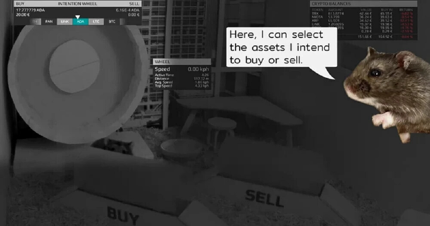 Ein Hamster, der erfolgreich mit Kryptowährung gehandelt hat, ist gestorben