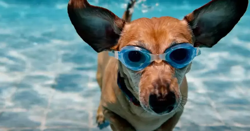 Veo 2 Videogenerierung zu Gemini Advance hinzugefügt - Sie können Clips in Kinoqualität mit einer Länge von bis zu 8 Sekunden erstellen