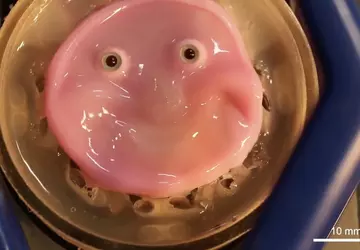 Wissenschaftler haben eine realistische Haut für ...