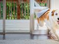 post_big/doggy-door-best.jpg
