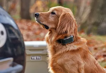 Die erste virtuelle Hundeleine der Welt ...