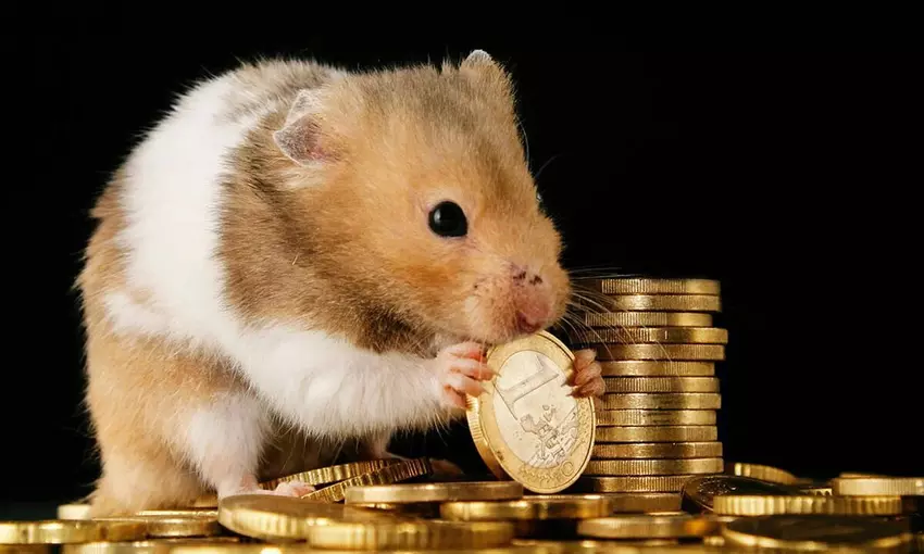 Deutscher trainiert Hamster für den Handel mit Kryptowährungen an der Börse