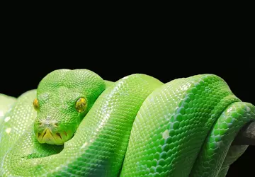 Die schuppige Natur der Schlangenhaut wird ...