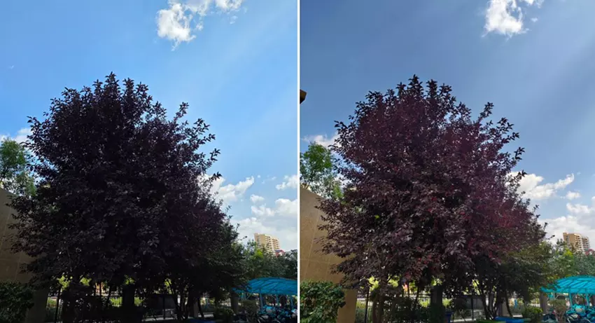 Bild eines Baumes, aufgenommen mit Galaxy S25 Ultra und Xiaomi 17 Pro Max