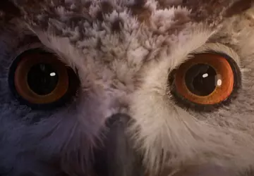 Eine magische Eule lädt dich in ...