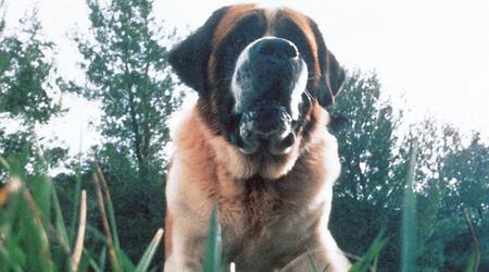 Netflix plant eine Neuverfilmung von Kings Roman Cujo über einen schrecklichen Hund