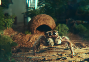 Die Spinne verliebte sich in das ...