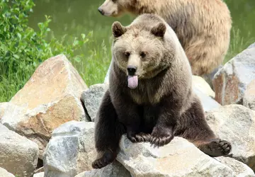 Japan will KI-gestützte Systeme zur Bärenverfolgung ...