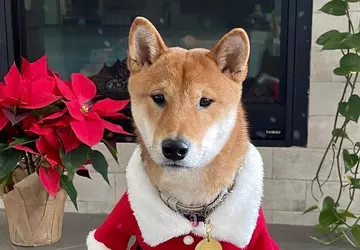 Der Santa Floki-Preis stieg nach der ...