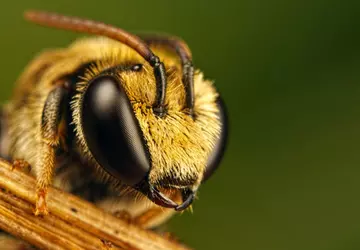 Bienen verhindern, dass Meta ein Datenzentrum ...