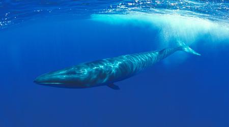 Japan erlaubt die Jagd auf gefährdete Flossenfische