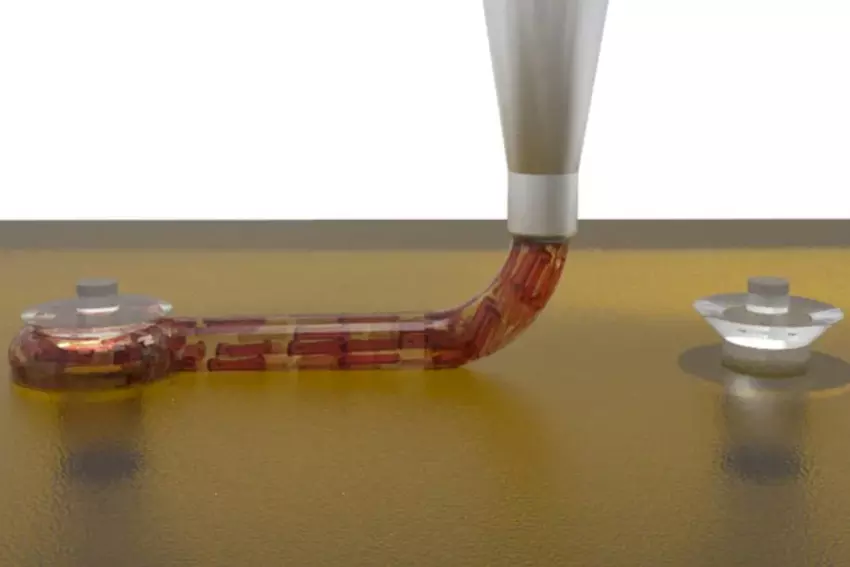 Wissenschaftler des Wyss Institute in Harvard haben ein funktionsfähiges Stück eines Herzens in 3D gedruckt