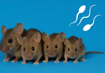 Mäuse ohne Mutter: Wissenschaftler haben gesunde ...