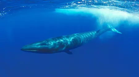 Japan erlaubt die Jagd auf gefährdete Flossenfische