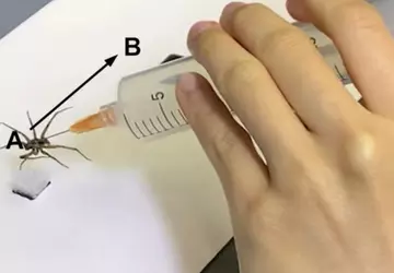 Wissenschaftler schufen winzige Robotergreifer aus toten ...
