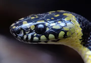 Wissenschaftler filmen seltene Wolfsschlange in Tibet