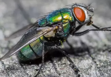 Wissenschaftler haben die Gehirne von Fliegen ...