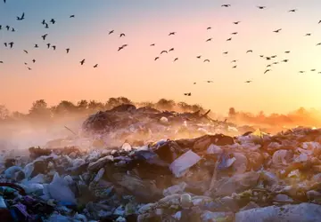 Neue Studie zeigt die verheerenden Auswirkungen ...