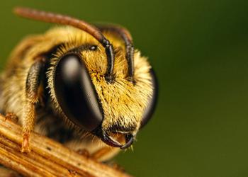 Bienen verhindern, dass Meta ein Datenzentrum ...