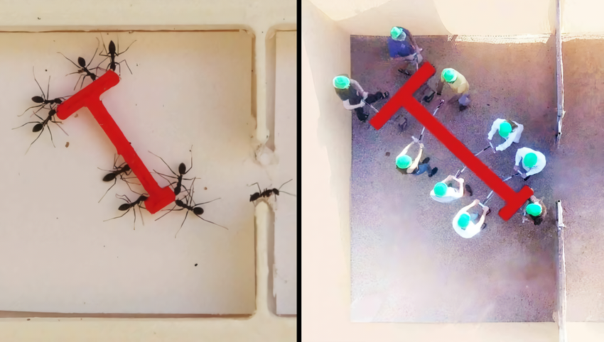 Ameisen gegen Menschen: Experiment zeigt, wer bei der Lösung von Gruppenaufgaben effektiver ist