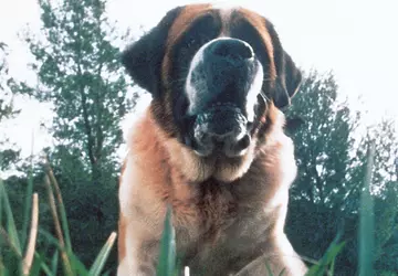 Netflix plant eine Neuverfilmung von Kings ...