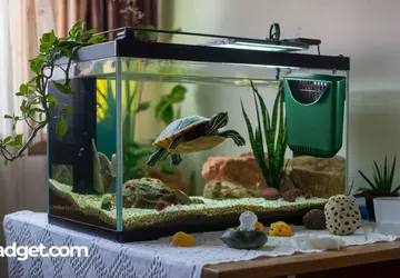 Bester Filter für Schildkrötenaquarium