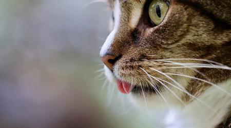 Das Auge einer Katze half koreanischen Wissenschaftlern, eine einzigartige Nachtsichtkamera zu entwickeln