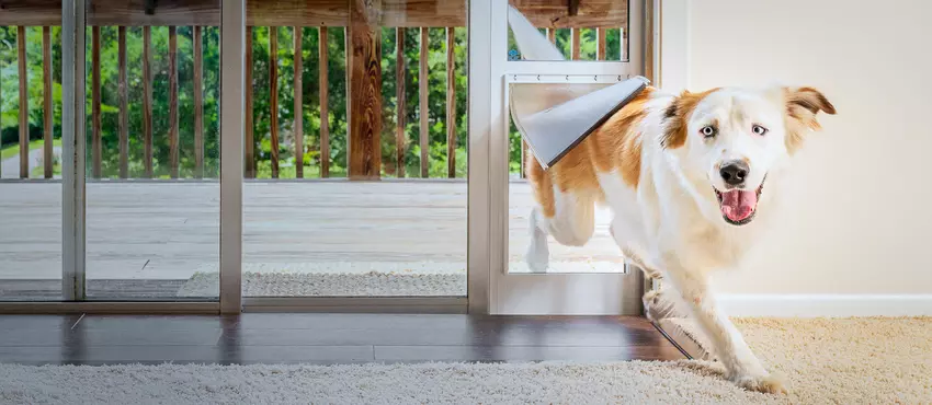 Intelligente Hundetüren - ein Traum, der wahr wird?