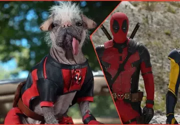 Lasst die Hunde los: Ryan Reynolds ...