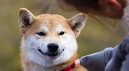 Binance verschenkt 45.000 Shiba Inu kostenlos an neue Benutzer