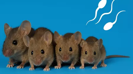 Mäuse ohne Mutter: Wissenschaftler haben gesunde Mäuse aus zwei Spermatozoen gezüchtet