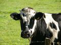 post_big/cow-234835_1280.jpg