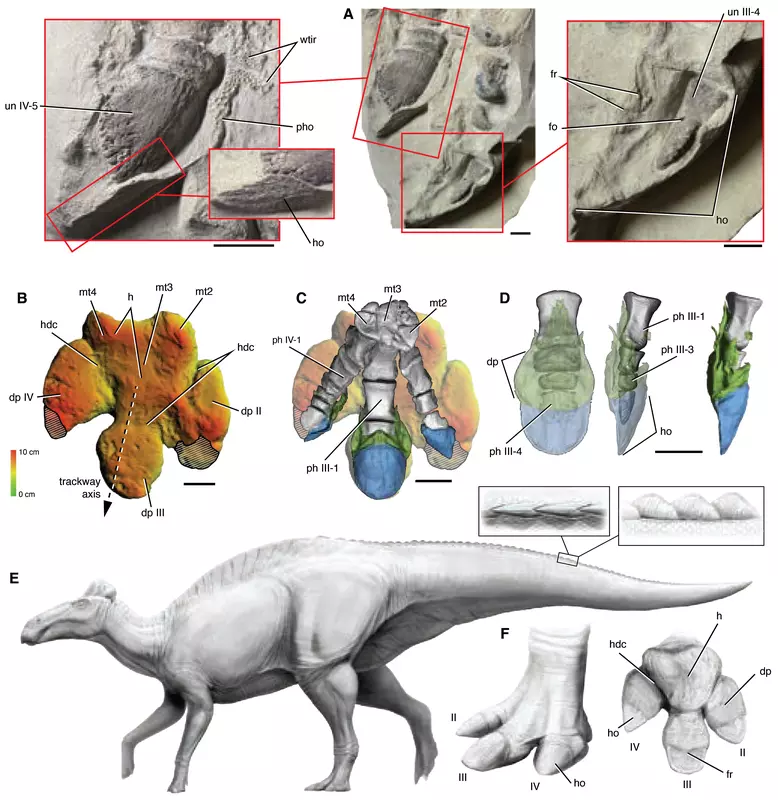 Ілюстрація Edmontosaurus annectens