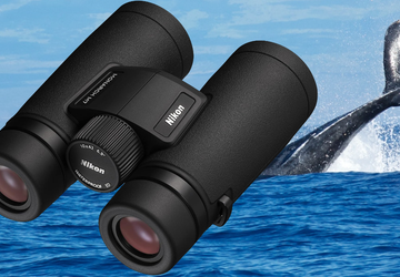 Beste Ferngläser für die Walbeobachtung
