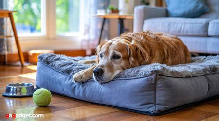 Gemütliche Orthopädische Betten Für Die Ihr Älterer Hund Dankbar Sein Wird