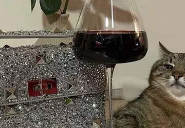 Die Kharkiv-Katze Stepan hat 10.000 US-Dollar ...