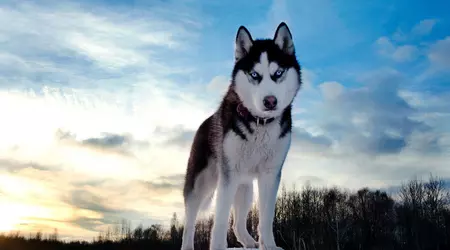 HUSKYX Kryptowährung steigt in zwei Tagen um 34.368%