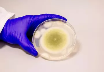 Der Pilz, der für die mysteriösen ...