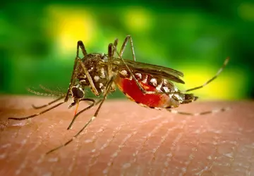 Zika-Virus könnte eine Waffe gegen Hirnkrebs ...