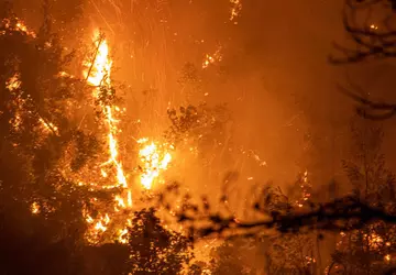 Waldbrände befeuern eine gefährliche Rückkopplungsschleife der ...
