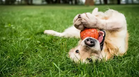 Wissenschaftler entwickeln ein Gerät, das mit Hilfe künstlicher Intelligenz die Sprache von Hunden übersetzt